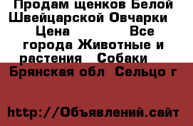 Продам щенков Белой Швейцарской Овчарки  › Цена ­ 20 000 - Все города Животные и растения » Собаки   . Брянская обл.,Сельцо г.